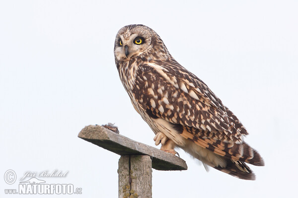 Kalous pustovka (Asio flammeus)