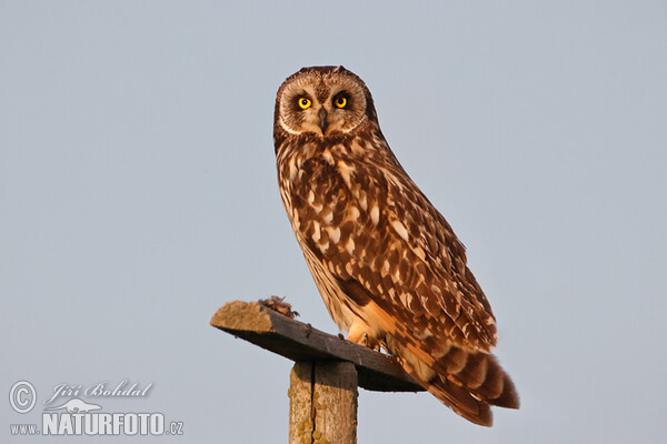 Kalous pustovka (Asio flammeus)