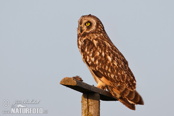 Kalous pustovka (Asio flammeus)