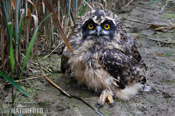 Kalous pustovka (Asio flammeus)