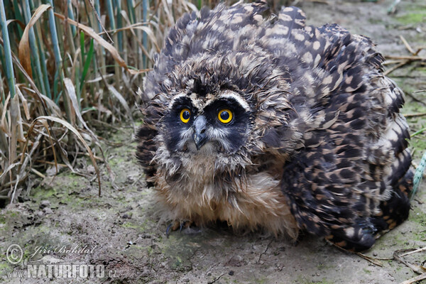 Kalous pustovka (Asio flammeus)