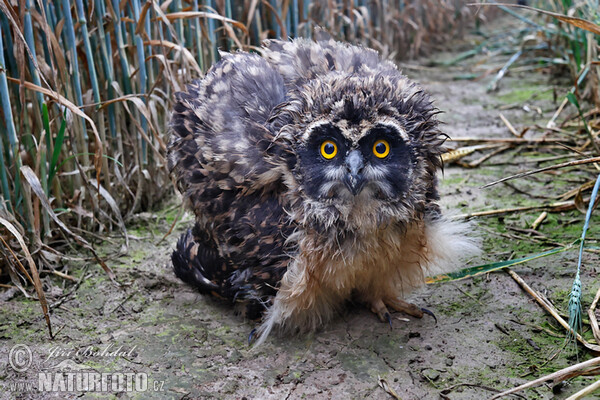 Kalous pustovka (Asio flammeus)