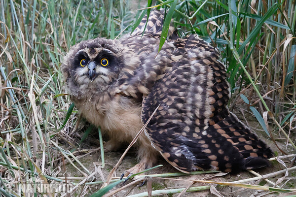 Kalous pustovka (Asio flammeus)