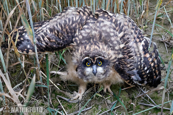 Kalous pustovka (Asio flammeus)