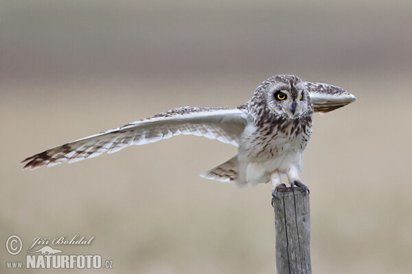 Kalous pustovka (Asio flammeus)