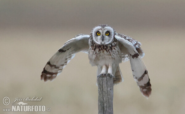 Kalous pustovka (Asio flammeus)