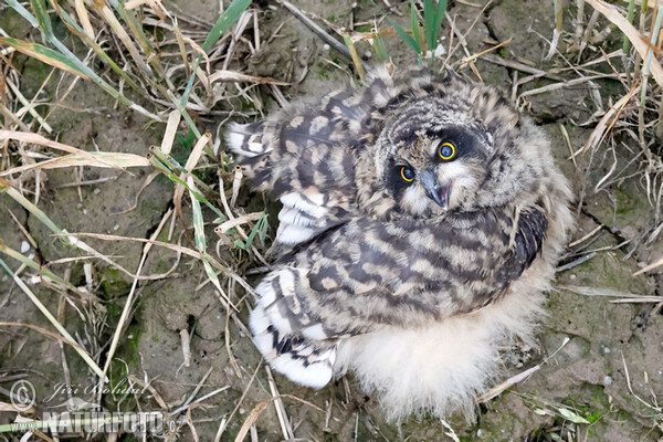 Kalous pustovka (Asio flammeus)