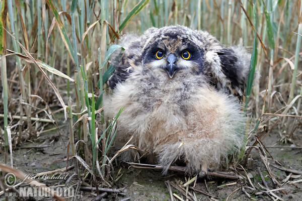 Kalous pustovka (Asio flammeus)