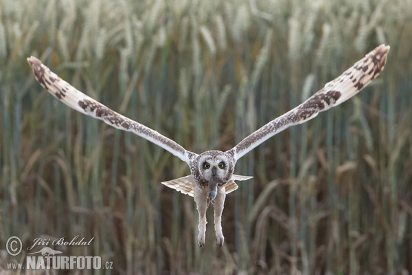 Kalous pustovka (Asio flammeus)