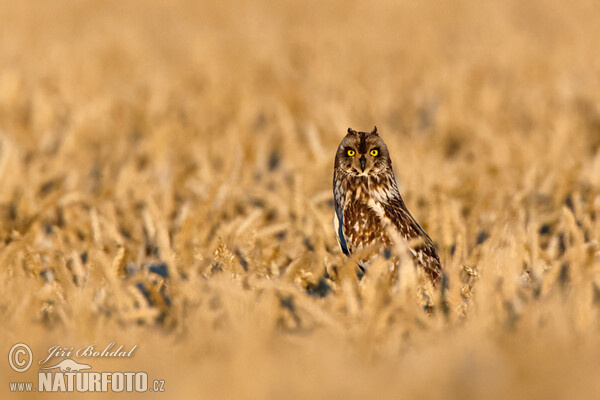 Kalous pustovka (Asio flammeus)