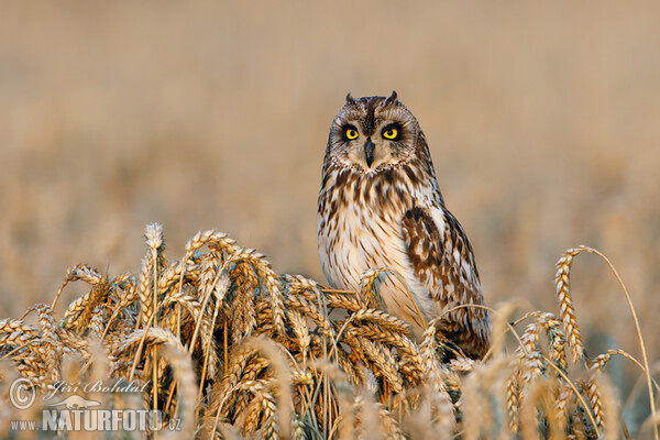 Kalous pustovka (Asio flammeus)