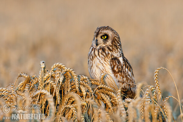 Kalous pustovka (Asio flammeus)