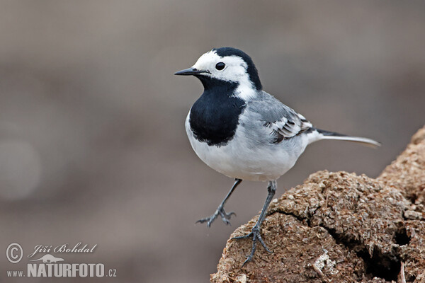 Konipas bílý (Motacilla alba)