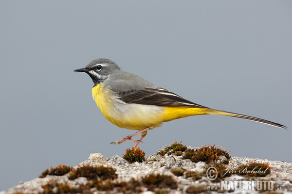 Konipas horský (Motacilla cinerea)