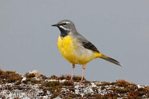 Konipas horský (Motacilla cinerea)