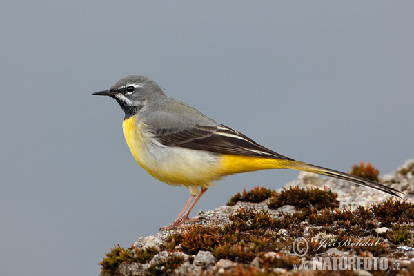 Konipas horský (Motacilla cinerea)