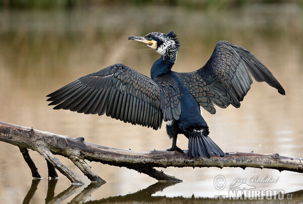 Kormorán veľký (Phalacrocorax carbo)