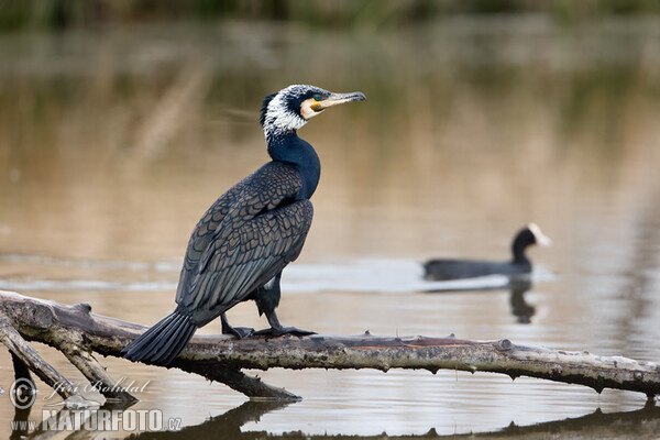 Kormorán veľký (Phalacrocorax carbo)