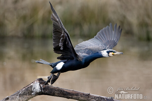 Kormorán velký (Phalacrocorax carbo)