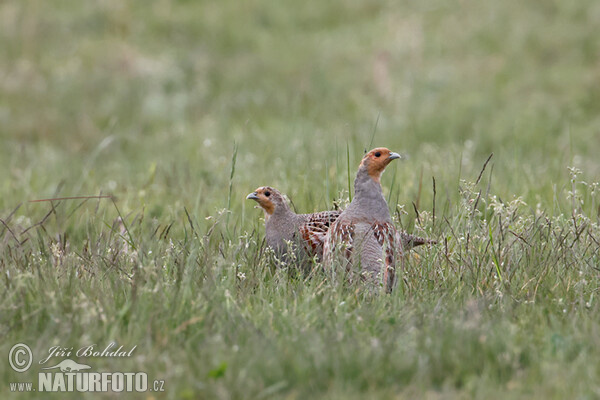 Koroptev polní (Perdix perdix)