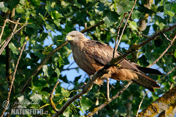 Luňák hnědý (Milvus migrans)