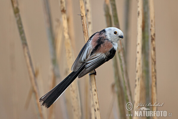 Mlynařík dlouhoocasý (Aegithalos caudatus)