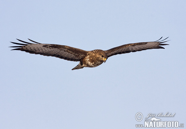 Myšiak lesný (Buteo buteo)