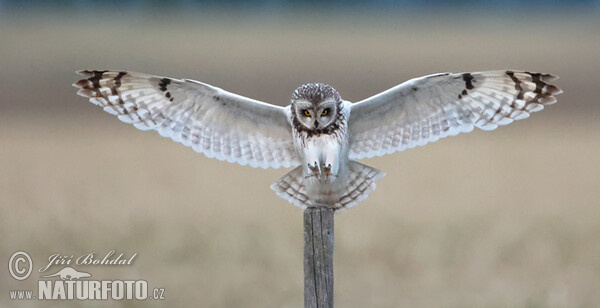 Myšiarka močiarna (Asio flammeus)