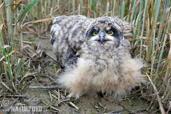 Myšiarka močiarna (Asio flammeus)