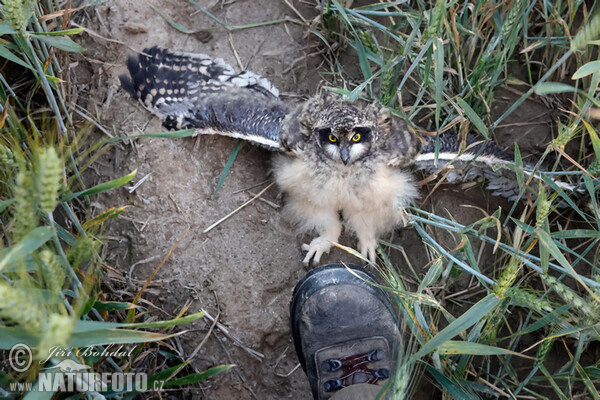 Myšiarka močiarna (Asio flammeus)