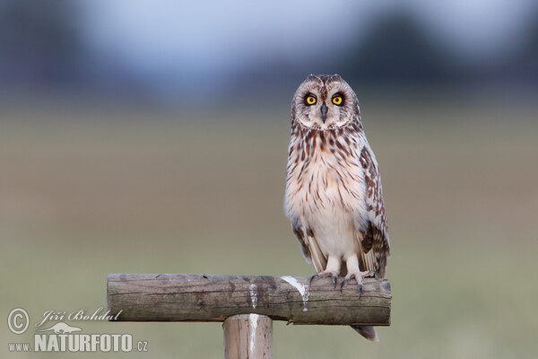 Myšiarka močiarna (Asio flammeus)