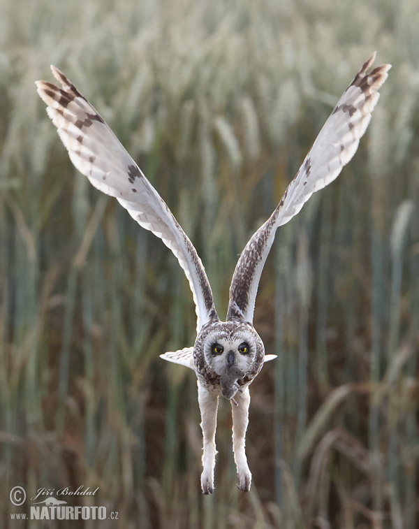 Myšiarka močiarna (Asio flammeus)