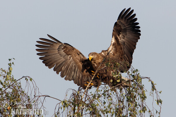 Orliak morský (Haliaeetus albicilla)