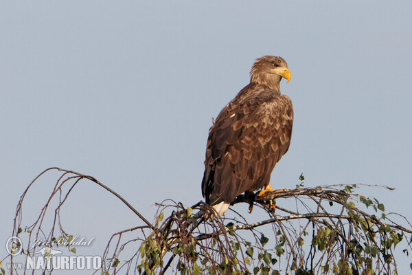 Orliak morský (Haliaeetus albicilla)