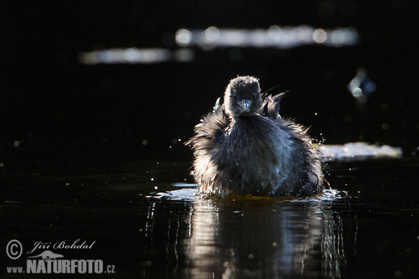 Potápka hnedá (potápka malá) (Tachybaptus ruficollis)