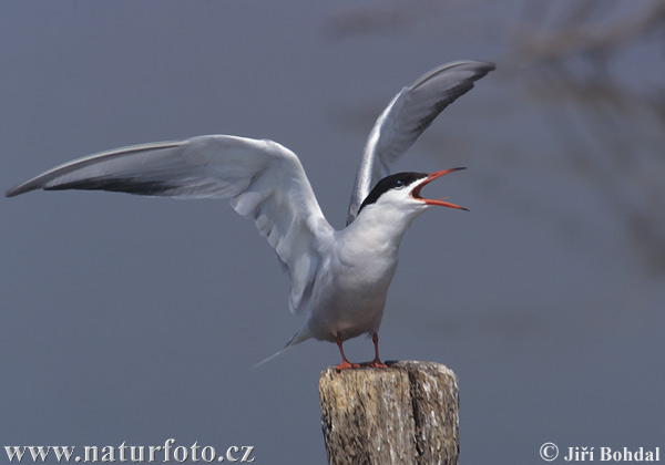 Rybár riečny (Sterna hirundo)