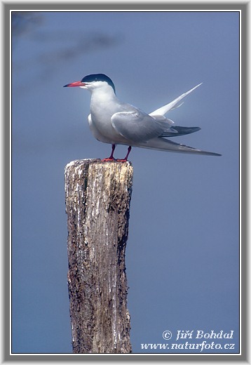 Rybár riečny (Sterna hirundo)