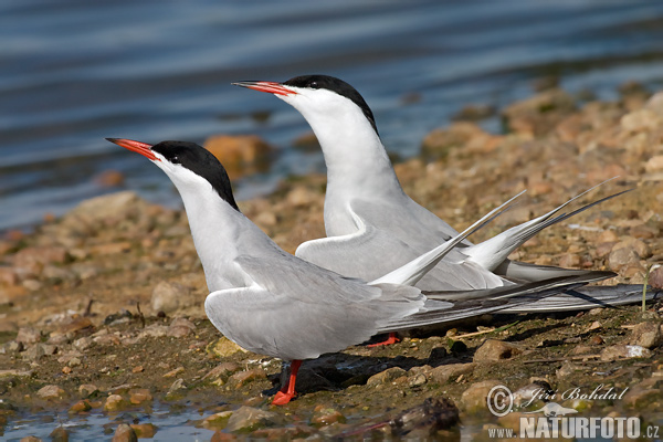 Rybár riečny (Sterna hirundo)