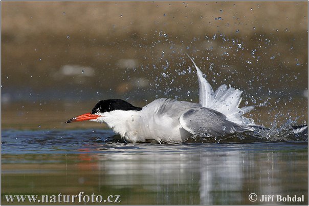 Rybár riečny (Sterna hirundo)