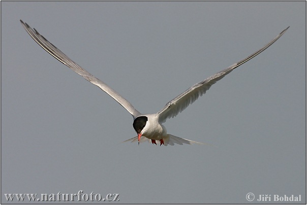 Rybár riečny (Sterna hirundo)