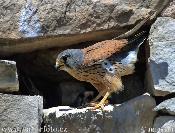 Sokol myšiar (Falco tinnunculus)