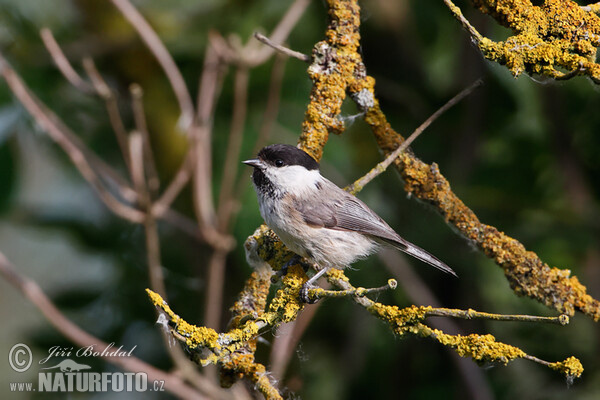 Sýkora lužní (Parus montanus)