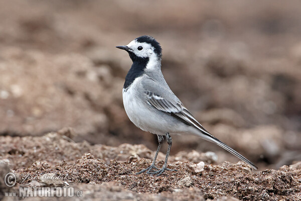 Trasochvost biely (Motacilla alba)