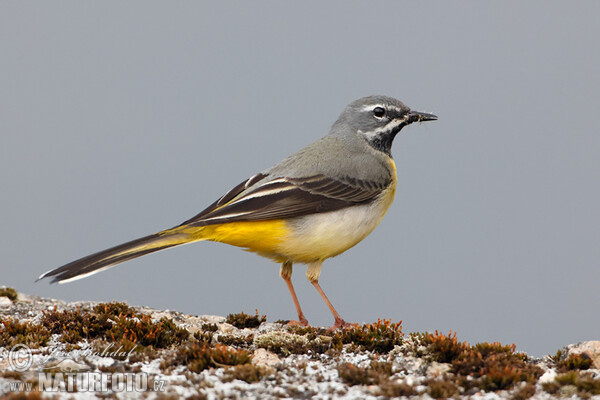 Trasochvost horský (Motacilla cinerea)