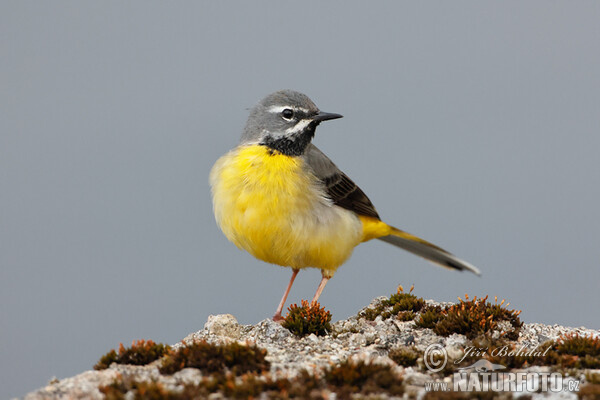 Trasochvost horský (Motacilla cinerea)