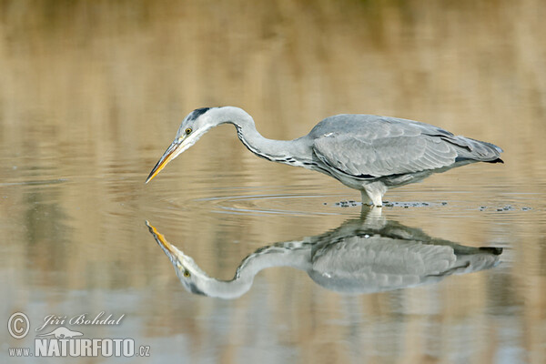 Volavka popelavá (Ardea cinerea)