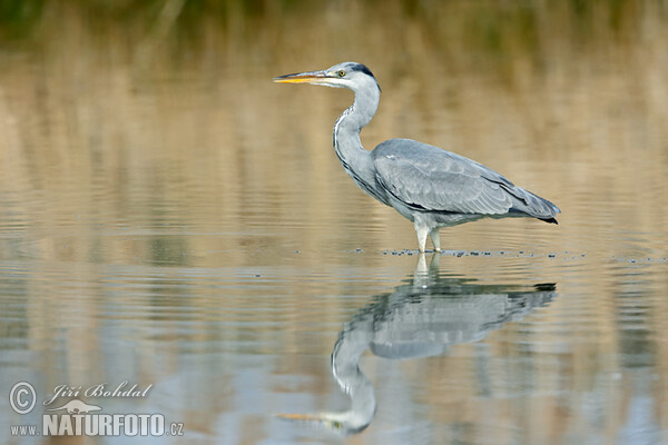 Volavka popelavá (Ardea cinerea)