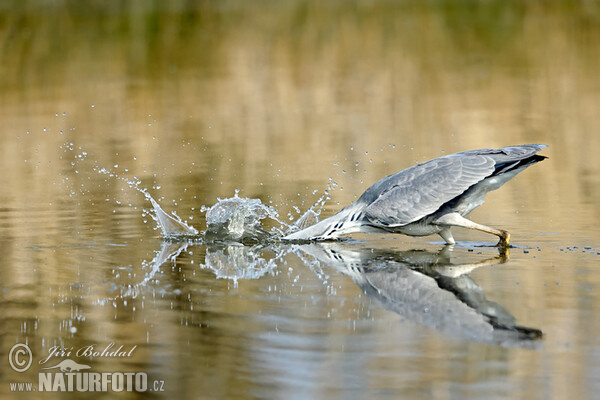 Volavka popelavá (Ardea cinerea)