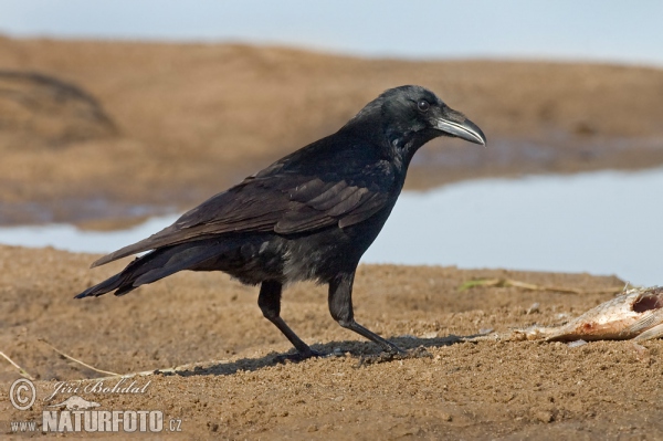 Vrána černá (Corvus corone)