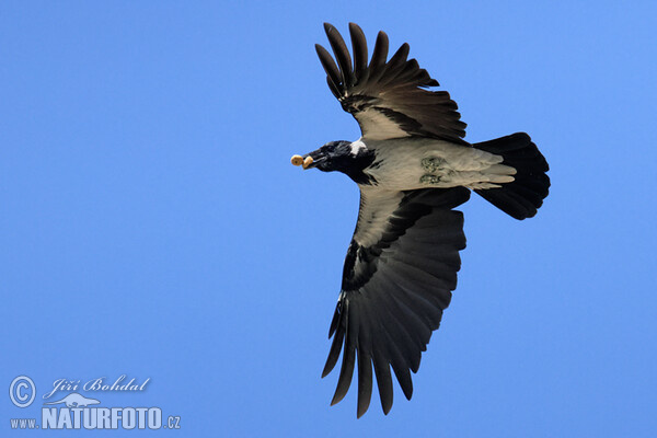 Vrána obyčajná (Corvus cornix)